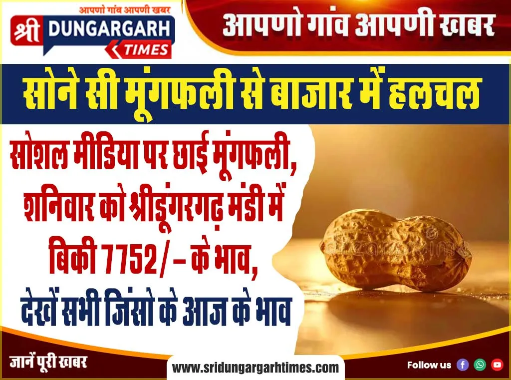 सोशल मीडिया पर छाई मूंगफली, शनिवार को श्रीडूंगरगढ़ मंडी में बिकी 7752/- के भाव, देखें सभी जिंसो के आज के भाव