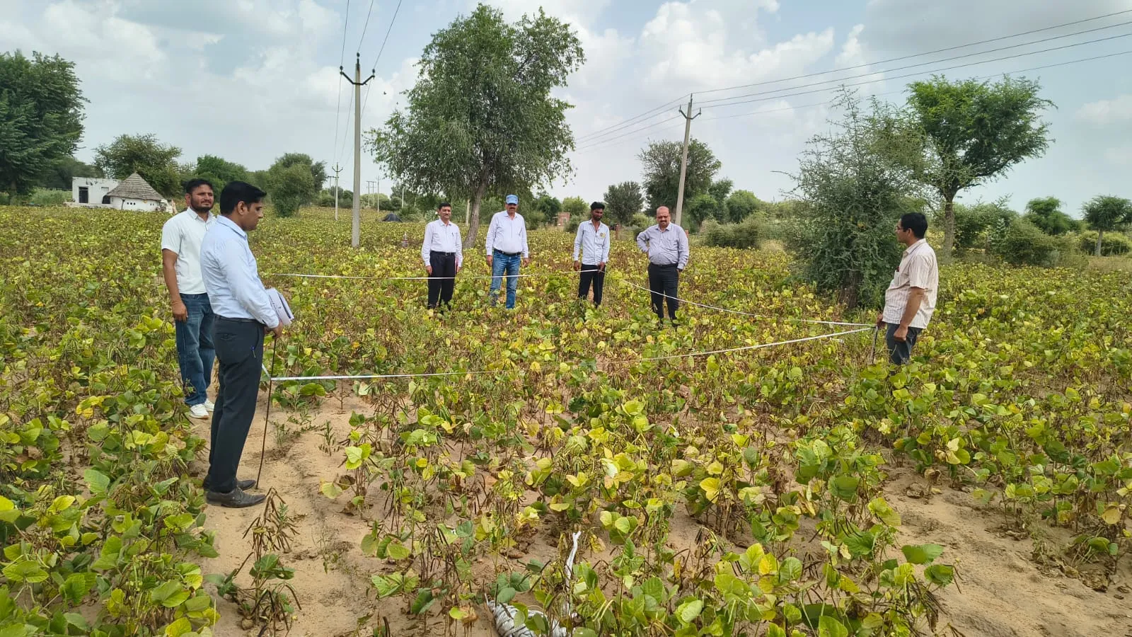 खेतों में पहुंचे कृषि अधिकारी, मूंग-मोठ की फसलों का लिया जायजा, कार्यालय का भी किया औचक निरीक्षण