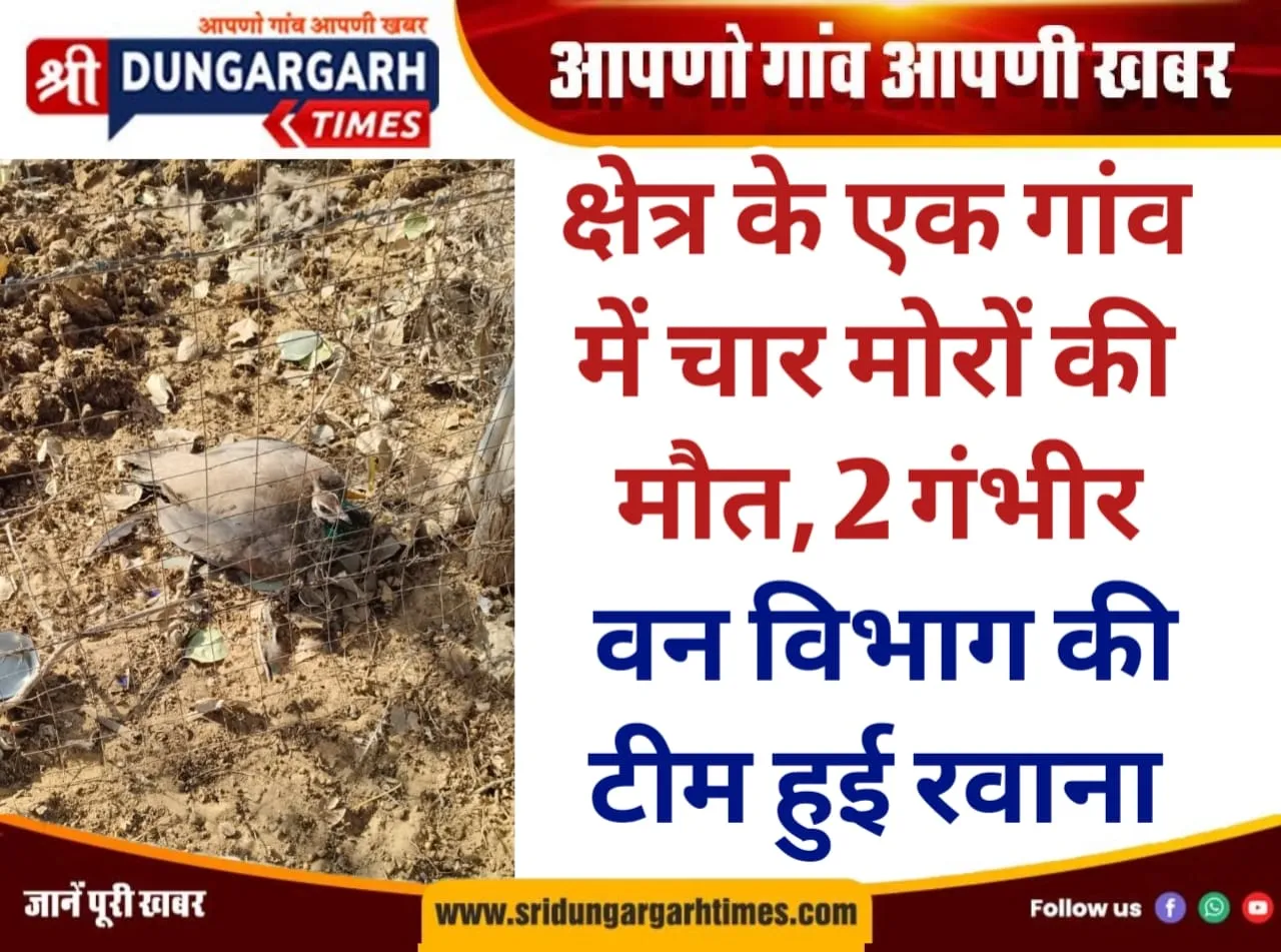 क्षेत्र के एक गांव में चार मोरों की मौत, 2 गंभीर, वन विभाग की टीम हुई रवाना।