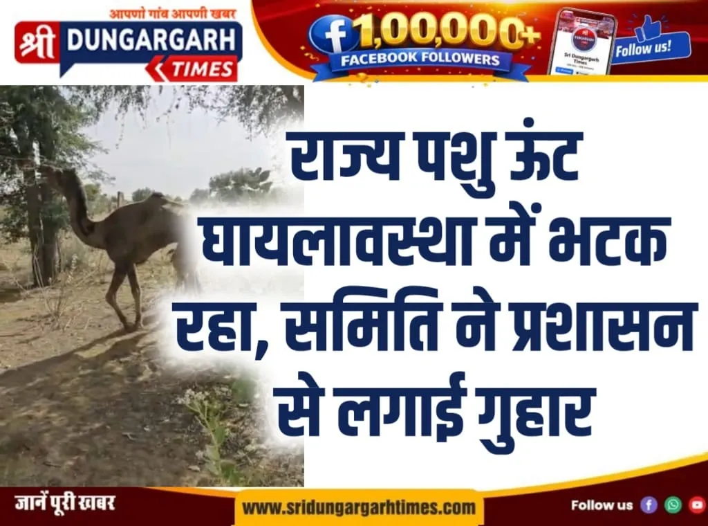 राज्य पशु ऊंट घायलावस्था में भटक रहा, समिति ने प्रशासन से लगाई गुहार।