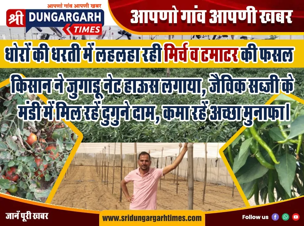 किसान ने जुगाड़ू नेट हाऊस लगाया, जैविक सब्जी के मंडी में मिल रहें दुगुने दाम, कमा रहें अच्छा मुनाफा।