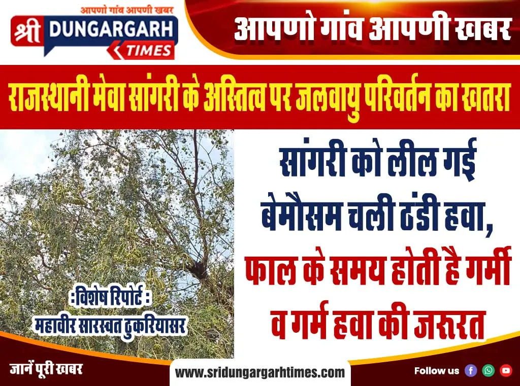 सांगरी को लील गई बेमौसम चली ठंडी हवा, फाल के समय होती है गर्मी व गर्म हवा की जरुरत
