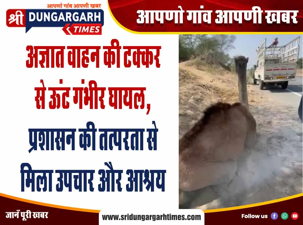 अज्ञात वाहन की टक्कर से ऊंट गंभीर घायल, प्रशासन की तत्परता से मिला उपचार और आश्रय